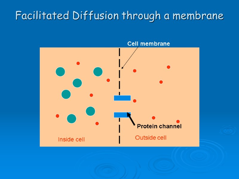 Facilitated Diffusion through a membrane Cell membrane Inside cell Outside cell Protein channel